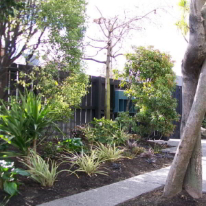 Landscape Design and Build